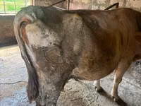 Cow, Cattle — photo 1