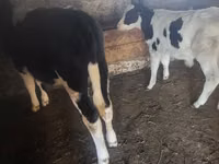 ხარი, Russian Black pied cattle — ფოტო 1