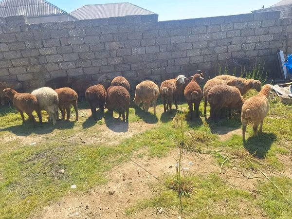 Ram, Sheep — Azerbaijan