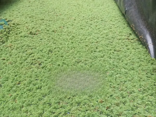 Azolla Pinnata