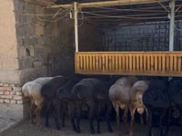 Kambing jantan, Sheep — foto 4