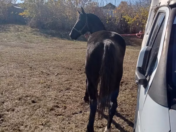 Kuda betina, Horse breed — Kazakhstan