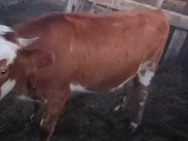 Touro, Vaca branca de cabeça kazakh