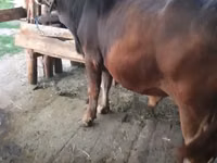 Bull, Swiss cattle — photo 3