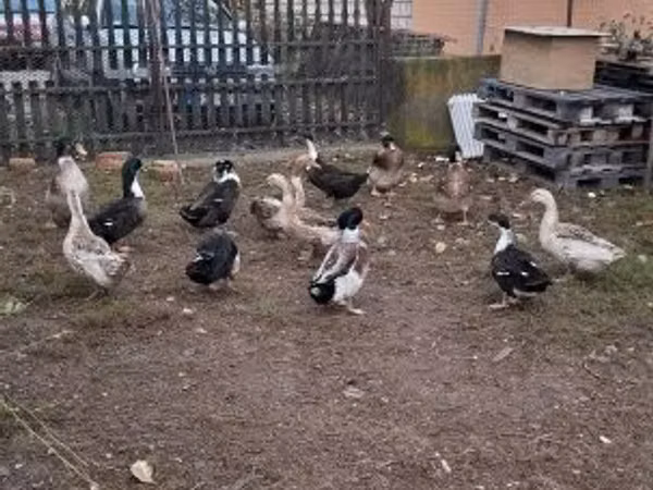 Ducks