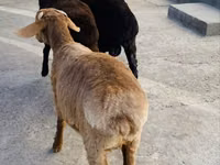 Kambing jantan, Sheep — foto 1