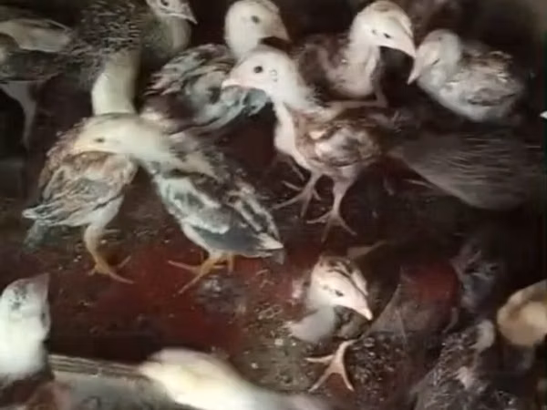 Chickens — Azerbaigian