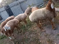 Ram, Sheep — photo 2