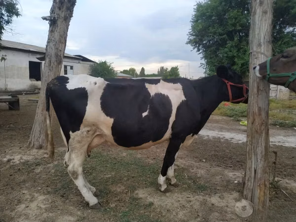 Cow, Russian Black pied cattle — Uzbekistan