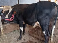 公牛, Cattle — 照片 8
