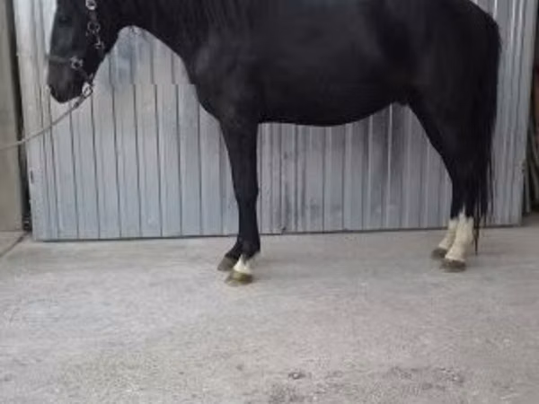 Horse (M), Horses — Hungary