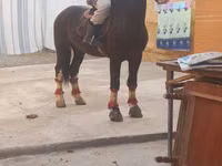 Ngựa đực, Russian warmblood — ảnh 2