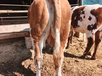 Býk, Simmental cattle — foto 2