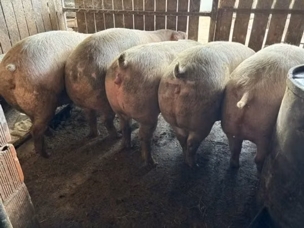 สุกร (เป็นล็อต, ไม่ระบุเพศ), หมู