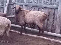 قوچ, Edilbay sheep — عکس 1