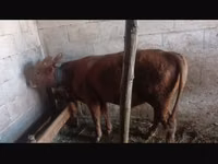 公牛, Cattle — 照片 1