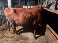 Vaca, Simmental cattle — foto 3