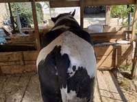 Boğa, Russian Black pied cattle — foto 3