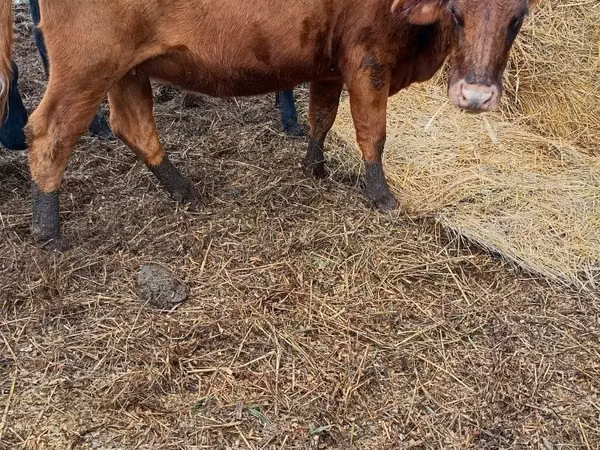 Cow, Cattle — Poland
