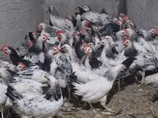 Chickens — Azerbejdżan