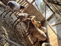 Får, Arashan sheep — foto 4