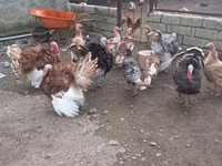 Turkeys — ছবি 1