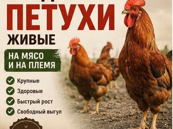 Kuchinskaya Jubilee — Kyrgyzstan