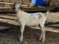 Billy Goat, Nubian Goat — photo 2