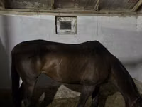 Mare, Thoroughbred horse — photo 3