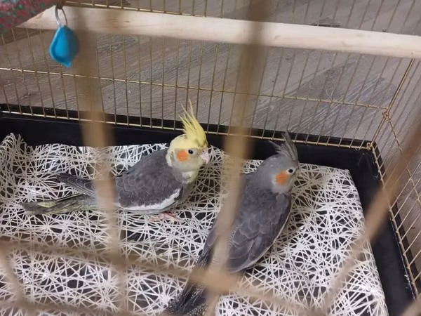 Məhsul: Nimfa (cockatiel) cütü və qəfəs Təsvir:qəfəs ilə birlikdə -