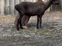 Qoç, Qoyunlar — foto 4