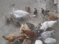 Chickens — รูปภาพ 3