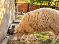Ovce, British  Milksheep — foto 3