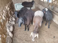 Kambing jantan, Sheep — foto 2