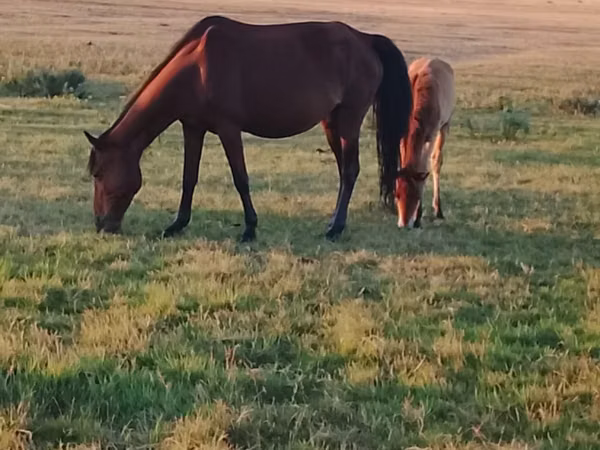 Mare, Horses — Kazakhstan