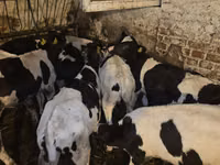 公牛, Cattle — 照片 3