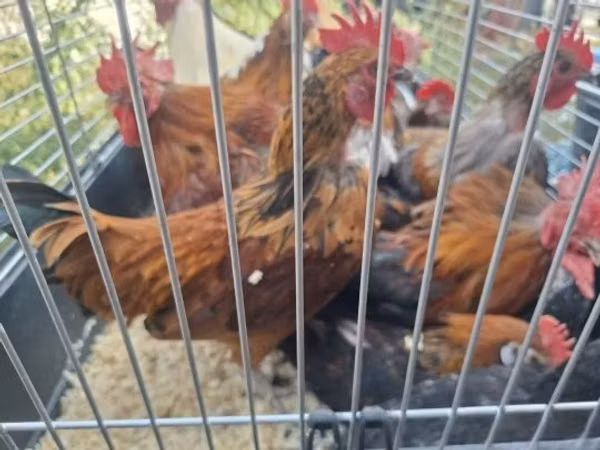 Japanese Bantam — Hungary