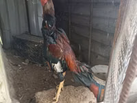 Chickens — عکس 3
