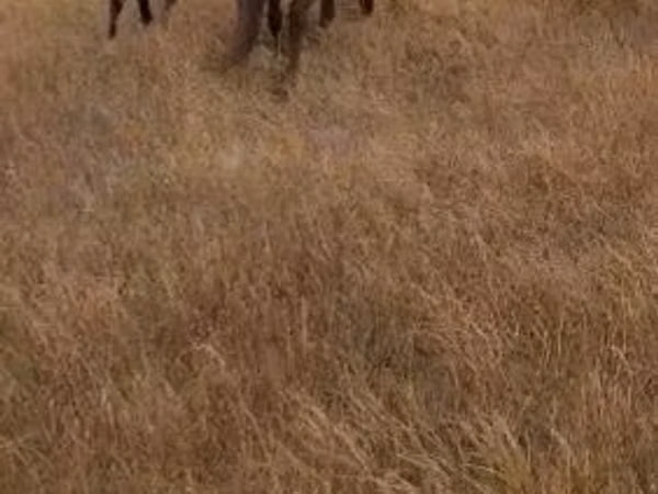 Mare, Horses