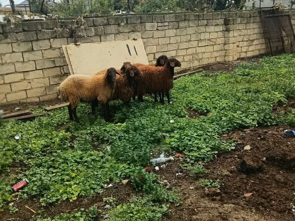 Schapen (partij, geslacht niet gespecificeerd), Schapen