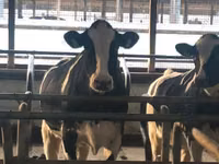 Cow, Holstein breed — photo 6