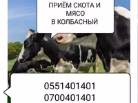 Туша, Самовывоз — foto 2