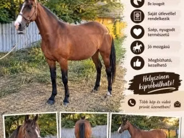 Mare, Horses — Hungary