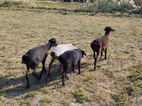 Ram, Sheep — photo 1