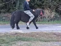 Horse (M), Horses — photo 1