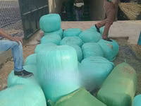 Bhoma Rhodes Hay & Seeds, Lucerne Hay & Seeds, Baled Full Corn Silage — 照片 2