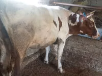 Vaca, Bovinos — foto 2