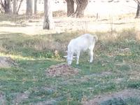 Oğlak, Keçiler — foto 2