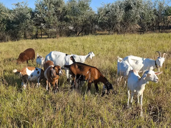 Goat, Nubian Goat — Moldova