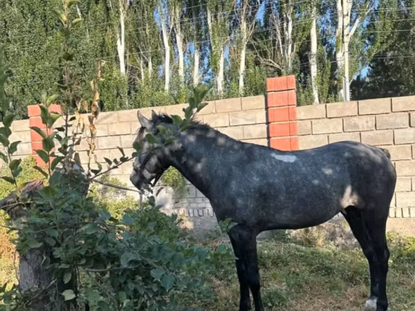اسب نر, Orlov Trotter — قرقیزستان
